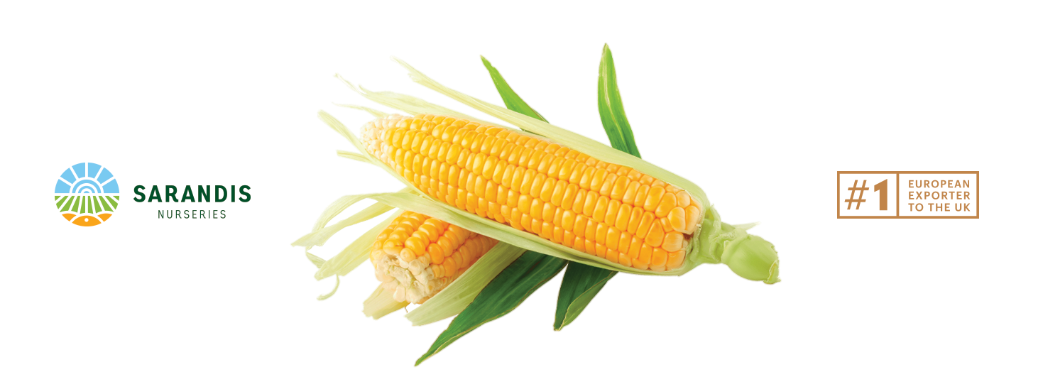 Logo banner LOGO DESIGN